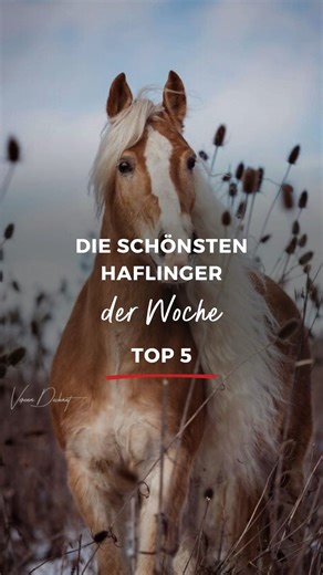 1.7K views | Du bist auf der Suche nach einem Haflinger? Entdecke...