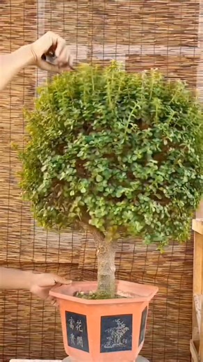 ✂️🌿 One Cut, Big Change! Watch this plant transform like magic 😍 #PlantTransformation #GardenTherapy #OddlySatisfying #PlantLovers #BeforeAfter #PruningTime #GreenVibes #TrendingNowUSA | Green Bio plants nursery