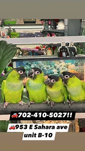 Hand feed babies Nanday Conure | XM PETS | Facebook