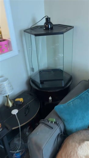 My Two New Reptile Tanks and Where Everything Is Going | Project Little World