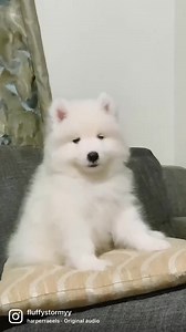 6.6K views · 223 reactions | Our little Storm cloud  So fluffin’ adorable! ‍❄️ Lets follow each other on instagram! @fluffystormyy  | Snow and Storm | Facebook