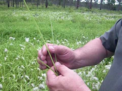 Cogongrass Identification - UGA Thomas County Extension