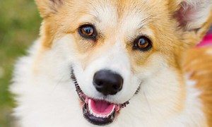 Do Corgis Have Eye Problems? Do Corgis Have Good Eyesight? - Corgi Care