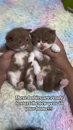 Adopt Your New British Shorthair Kittens
