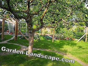 Garden Practice: Planting tayberries - instructions and important tips for a rich harvest | 2025