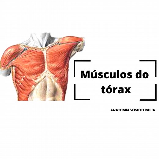29. Músculos do tórax