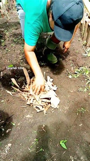 cara membuat kompos organik dari sampah sisa limbah dapur#dailyvlog#minivlog#berkebun#viral