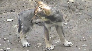 Hunting, trapping, and poisoning caused the initial extinction of lobos in the wild. With USFWS's proposed "recovery" plan, Mexican wolves may again face extinction -- this time at the hands of the government. Proposed wolf recovery plan would speed extinction --bit.ly/2sUcJvB via Center for Biological Diversity | Wolf Conservation Center