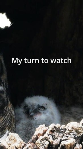 Mom needs a break, baby owl delivers #relatable #owlfamily #funny