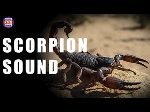 SCORPION SOUND - ANIMAL SOUNDS - Sound Effects