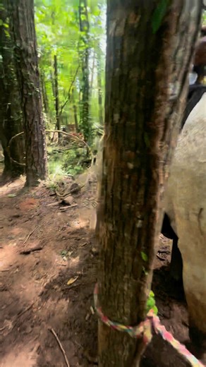 Clover Land Ranch is a Black-owned horseback riding ranch located in Fayetteville, Georgia, offering guided trail rides, ATV adventures, Laser tag and photo sessions 🍀🐎 you can book your trip at cloverlandatl.com We are a positive media platform for the black community, give us a follow and visit our website for more successisus.co 🙌🏾 Want us to visit or promote your business? Dm or schedule a call on our website! | Black&Brown Success
