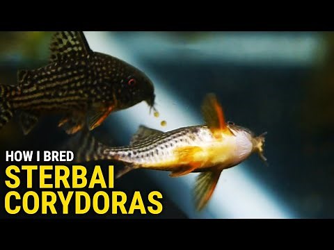 How I Bred Sterbai Corydoras at Home