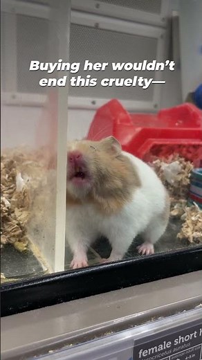 THIS is how hamsters suffer in pet stores 💔