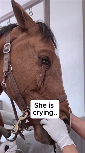 Farrier Hooves on Instagram: "#farrier #farriersofinstagram #asmr #trimmer #hoofhorse"