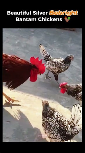 😍🐔✨ Beautiful Silver Sebright Bantam Chickens 💛