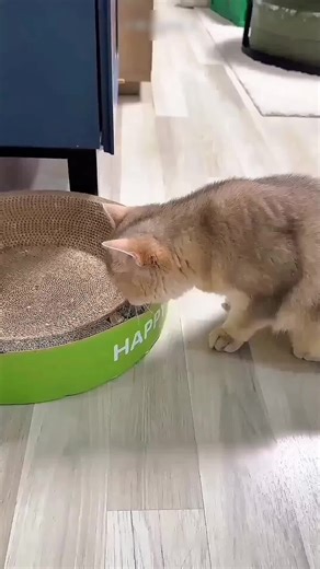 Surprised Cat Reactions That Every Pet Lover Will Enjoy