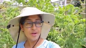 3.8K views · 105 reactions | Want to get the most out of your Mr Stacky Vertical Hydroponic system?  In this video we will be showing you the number of seedlings that we recommend planting in each Mr Stacky tower  | Green Age Farms Trinidad: Hydroponics Systems and Supplies | Facebook