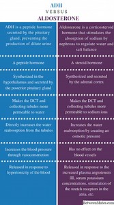 Aldosterona y ADH - SALUD 2026