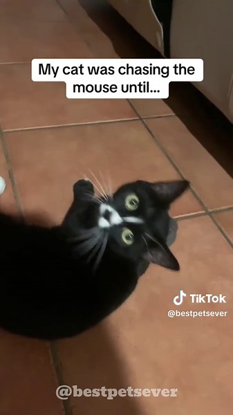 Typical Cat Behavior: Funny Moments