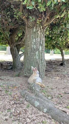 【うさぎ島】足を伸ばして寝ます #rabbit #rabbitisland #大久野島のうさぎさん
