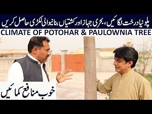 Unbelievable Benefits of Paulownia Trees - The World's Lightest Wood!