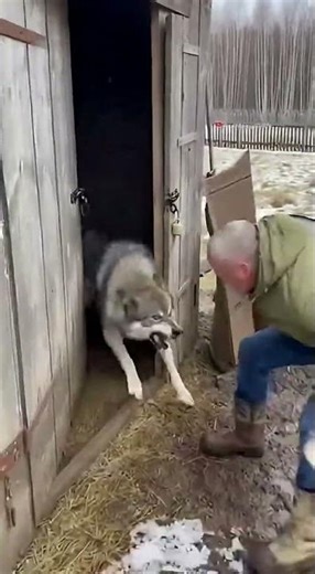 Barn Wake-Up: Great Pyrenees Pour Out in Snow! #Shorts 🐾❄️🏡