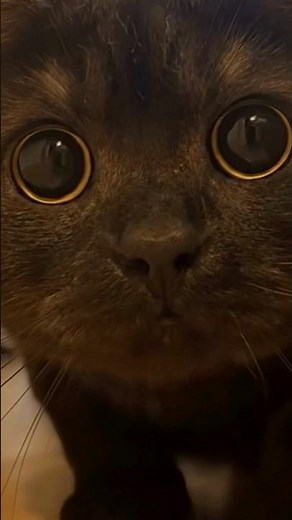 Cute black cat .. wide eyes close up look #shorts