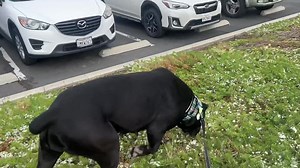 Friends of AFV on Reels | Facebook