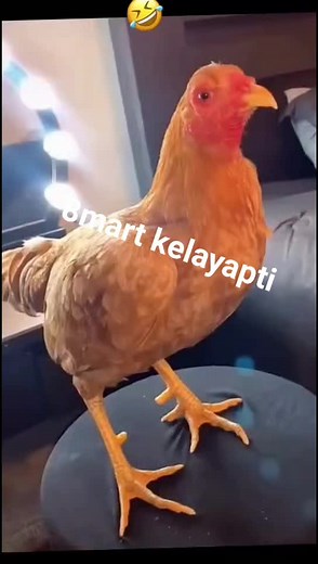 Ruslanchik on TikTok