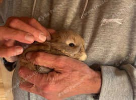 Mini lops bunnies - £70