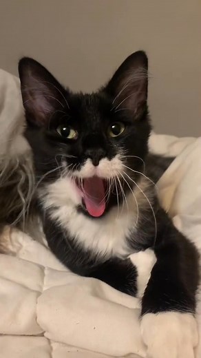 13 reactions | #cats #catsoftiktok #noboit #fyp #cat #catsofinstagram #catlovers #catsoftiktok #cat #cutoftheday #animals #animalsoftiktok #animalsoftiktok #animallover #petsoftiktok #petsofinstagram #pet #petlovers #usareels #usa #fypreelsシ゚viralシ #fypシ #fypchallenge #viralreelschallenge #viralchallenge #virals #funnyreels #funnyvideos #funnycat #funnycatvideos #love #kitty | Ivan the Cat | Facebook