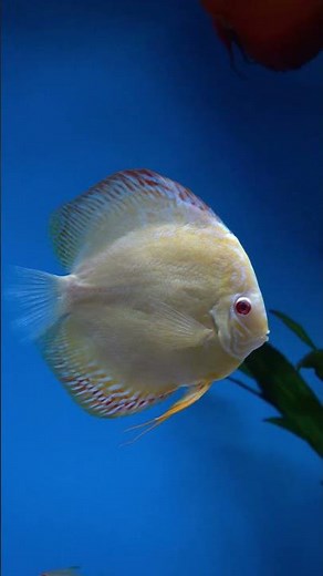 The Most Beautiful Yellow Discus Fish Selection