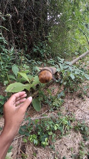 hidung hewan ini sangat mancung #shortsviral #nature
