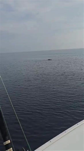 Leatherback Sea Turtle Encounter with Fishermen