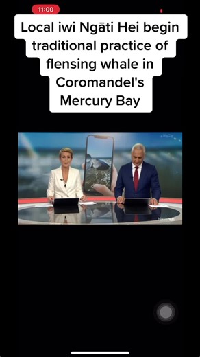 Local iwi Ngāti Hei begin traditional practice of flensing whale in Coromandel's Mercury Bay. #tohora #whale #paraoa #flensing #tradition #culture #maori #terinakowhai #newshub #ngatihei #ngatiwai #manutaupunga