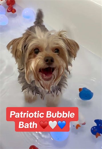 10 Yorkies. 1 tub. Zero independence. Send help (and more towels). 🇺🇸♥️🤍💙 #yorkie #yorkies #dog #july #4thofjuly #freedom #fyp #foryoupage #foryou
