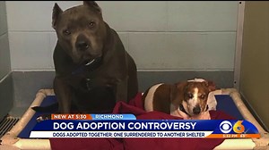 Famous dogs Blue Dozer and OJ reunited and safe after adoption flop