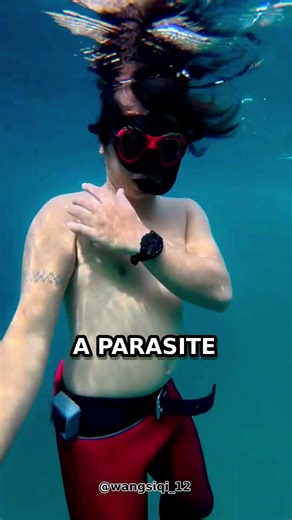 This Strange Sea Creature Wouldn’t Let Go #viral