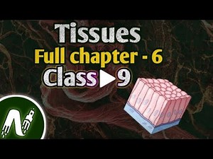 Tissues class 9 full chapter | tissues one shot | tissues | tissues class 9 |