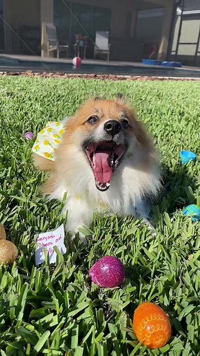 Easter Egg Hunt Fun with Stella 🐣🥚 #egg #easter #egghunt #candy