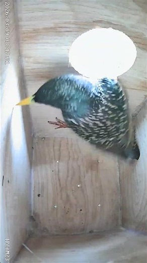 Starling still only looking in the #birds #nestbox