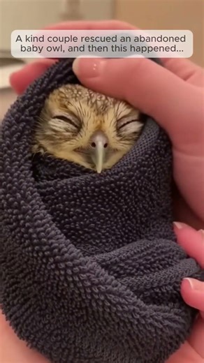 Abandoned Baby Owl Rescued and Released! #babyowl #animalrescue #owl