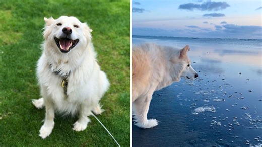 Emotional moment 18-year-old dog sees the ocean for first time