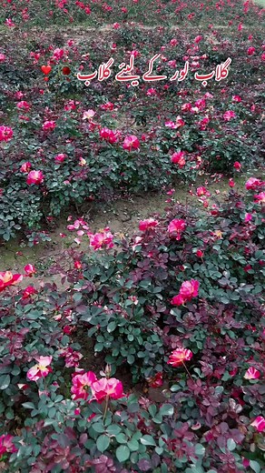 #viral #plants #oxigengarden