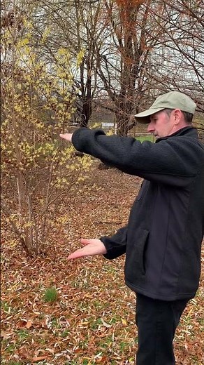Tour of City of Easton (PA) Micro-Forest with Lehigh Valley Environmental Advisory Council