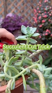 329K views · 3.7K reactions | Succulent cut trick #plants #garden #cutting #gardening101 #succulents | Garden.HomeMania | Facebook