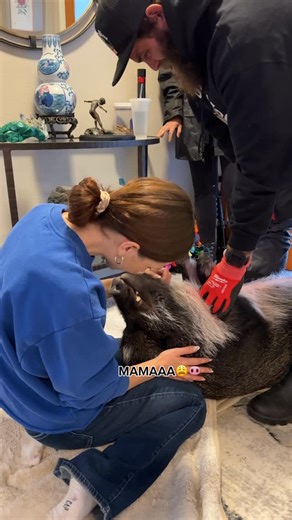 Merlin on Instagram: "Not my favorite 10 minutes yesterday, but at least mom could calm me down a bit and I was rewarded with delicious cookies afterwards🐽 @truffles_theprincess_piggy @hold_onto_your_hooves"