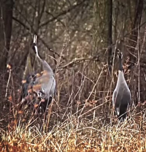 Birds Screaming Sounds Compilation
