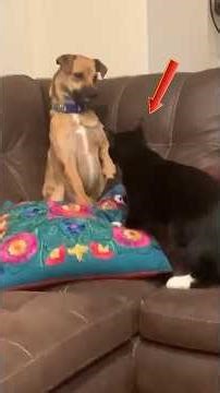 Ultimate Compilation Of Funny Dogs And Cats Moments #shorts