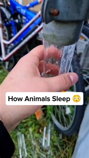 Fascinating Animal Sleep Patterns